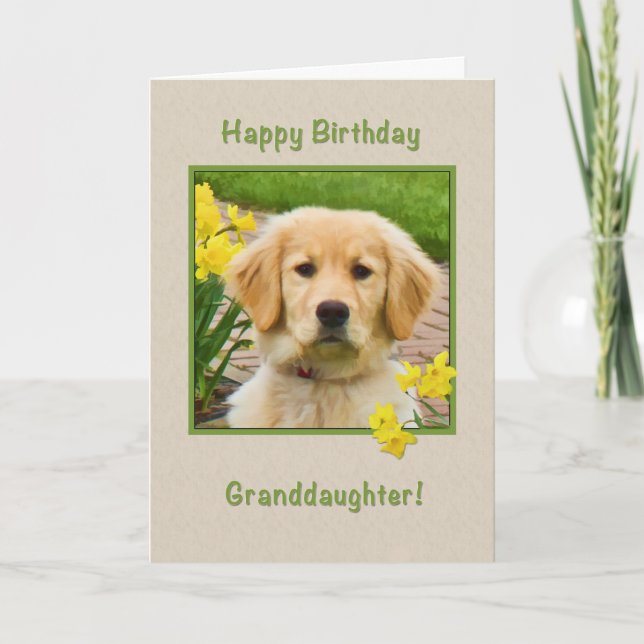 Birthday, Granddaughter, Golden Retriever Dog Card (Front)