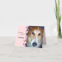Birthday Greeting Border Collie