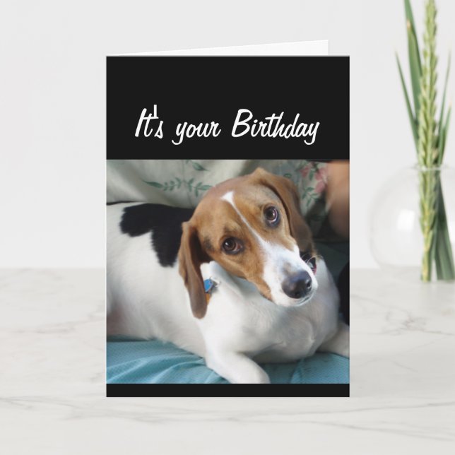 Birthday Humor Don't Eat All that Cake Cute Dog Card (Front)