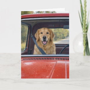 Birthday Humour Golden Retriever Wearing a Seatbel Card