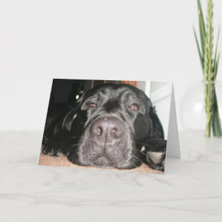 Birthday Lab Card