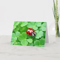 Birthday Ladybug On Four-Leaf Clovers
