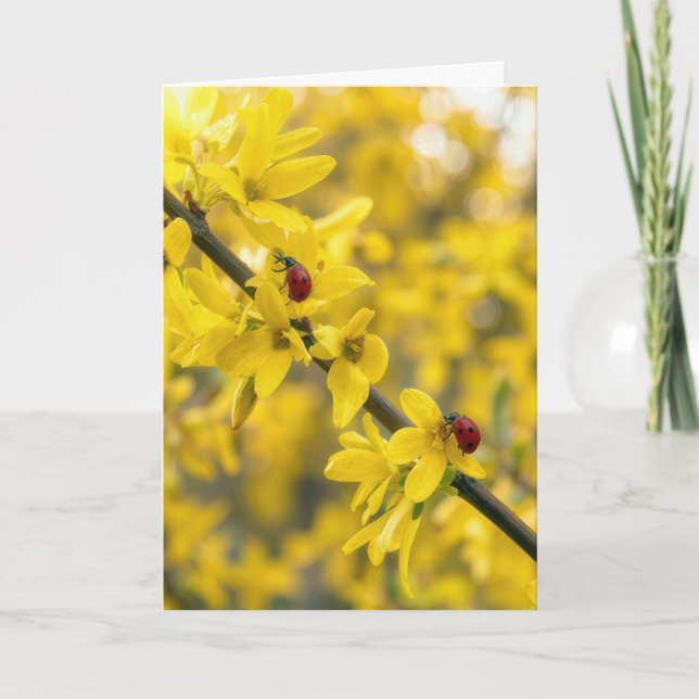 Birthday Ladybugs on Forsythia Branch Card (Front)