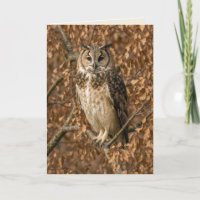 Birthday Long-eared Owl Humour