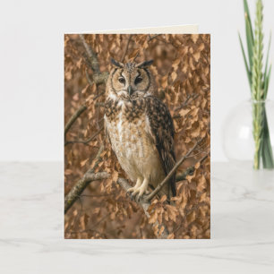 Birthday Long-eared Owl Humour Card