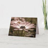 Birthday Macro Pink Daisy