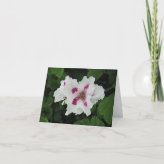 Birthday - Magenta-small Card