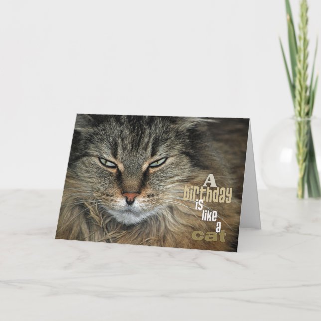 Birthday Maine Coon Cat humour Card (Front)