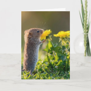Birthday Mouse Smelling a Yellow Dandelion Card