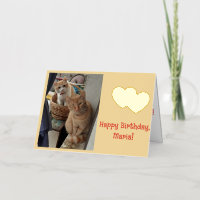 Birthday Name Day Children Ginger Cats Photo