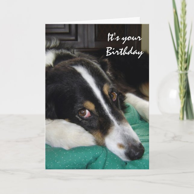 Birthday Old Age Humour Border Collie Dog Pet Card (Front)