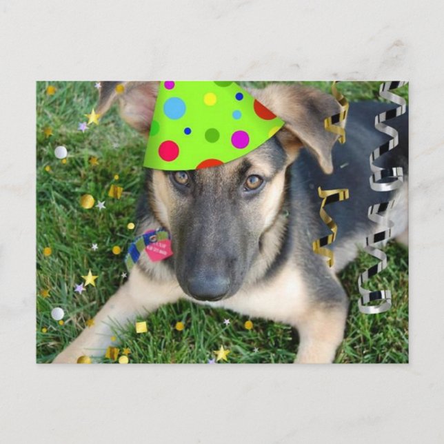 Birthday Party Animal German Shepherd Postcard (Front)