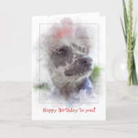 birthday-patriotic Chinese Crested Hairless dog