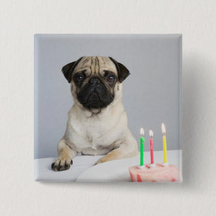 Birthday Pug 15 Cm Square Badge