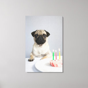 Birthday Pug Canvas Print