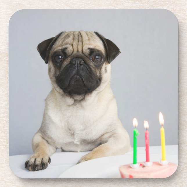 Birthday Pug Coaster (Front)