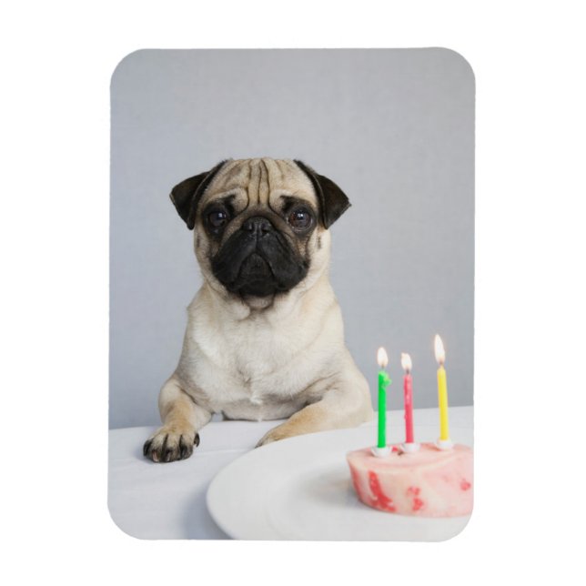 Birthday Pug Magnet (Vertical)