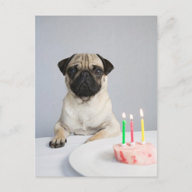 Birthday Pug Postcard (Front)