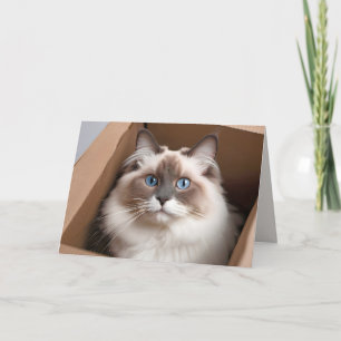 Birthday Ragdoll Cat in Cardboard Box Card