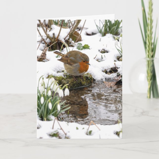 Birthday Robin Staring at its Reflection in Puddle Card (Front)
