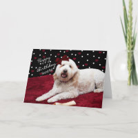 BIRTHDAY - SECRET PAL - GOLDEN DOODLE DOG