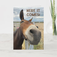 Birthday Smile Funny Mule Animal Card Real Ears