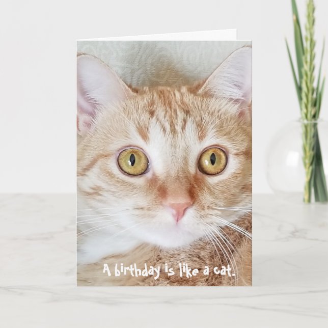 birthday tabby cat humour card (Front)