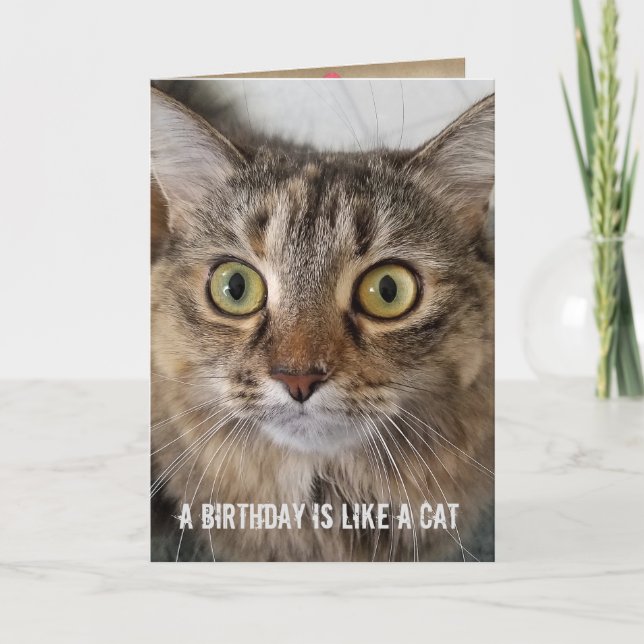 Birthday Tabby Cat humour Card (Front)