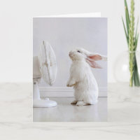 Birthday White Floppy-eared Rabbit Cooling Off