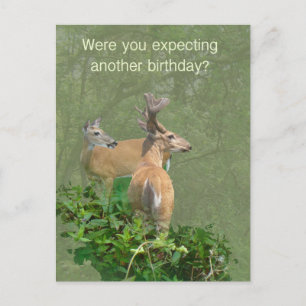 Birthday Whitetail Deer Buck & Doe Postcard