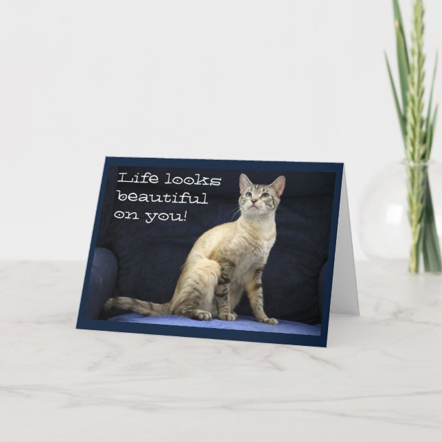 Birthday Wishes from Gorgeous Cat on Blue Chair Card (Front)