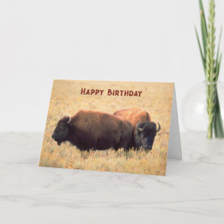Birthday with a Pair of Bison on the Prairie Card