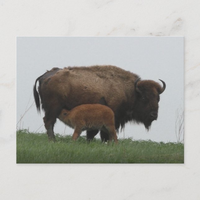 Bison and Nursing Calf Postcard (Front)