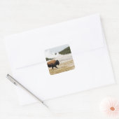 Bison and Old Faithful Square Sticker (Envelope)