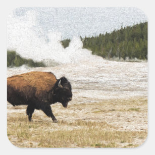 Bison and Old Faithful Square Sticker