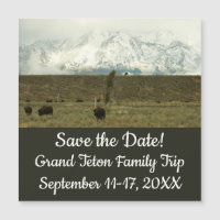 Bison at Grand Teton National Park Photography