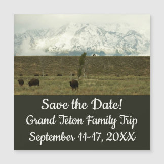 Bison at Grand Teton National Park Photography