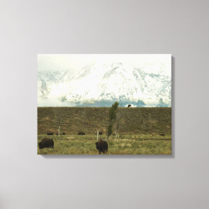 Bison at Grand Teton National Park Photography Canvas Print