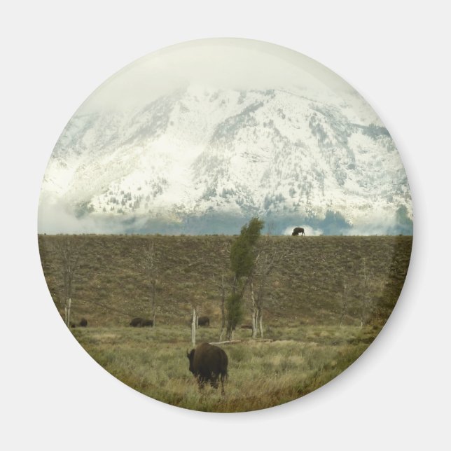 Bison at Grand Teton National Park Photography Magnet (Front)