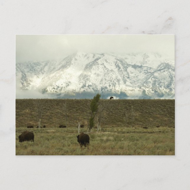 Bison at Grand Teton National Park Photography Postcard (Front)