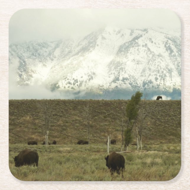 Bison at Grand Teton National Park Photography Square Paper Coaster (Front)