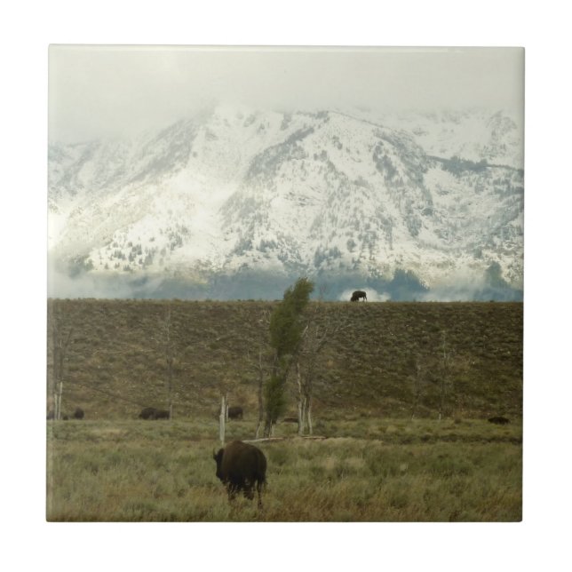 Bison at Grand Teton National Park Photography Tile (Front)