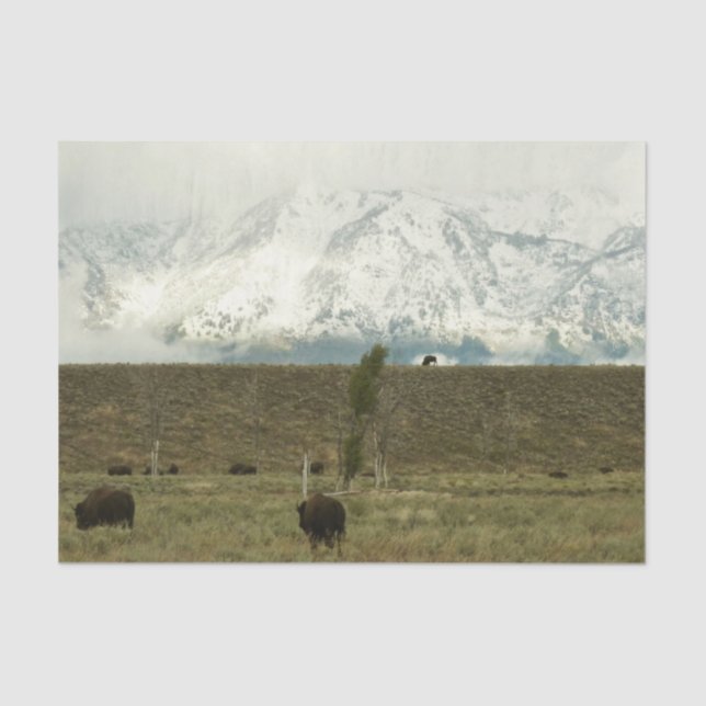 Bison at Grand Teton National Park Photography Tissue Paper (Front)