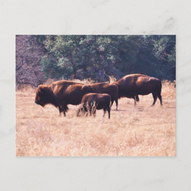 Bison at LBJ Park Postcard (Front)