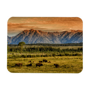Bison at Sunrise Magnet