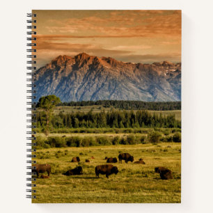 Bison at Sunrise Notebook