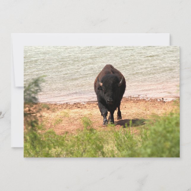 Bison at the Water Card (Front)