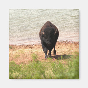Bison at the Water Magnet