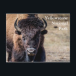 Bison at Yellowstone National Park Postcard<br><div class="desc">A photo of a bison at Yellowstone National Park</div>