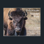 Bison at Yellowstone National Park Postcard<br><div class="desc">A photo of a bison at Yellowstone National Park</div>